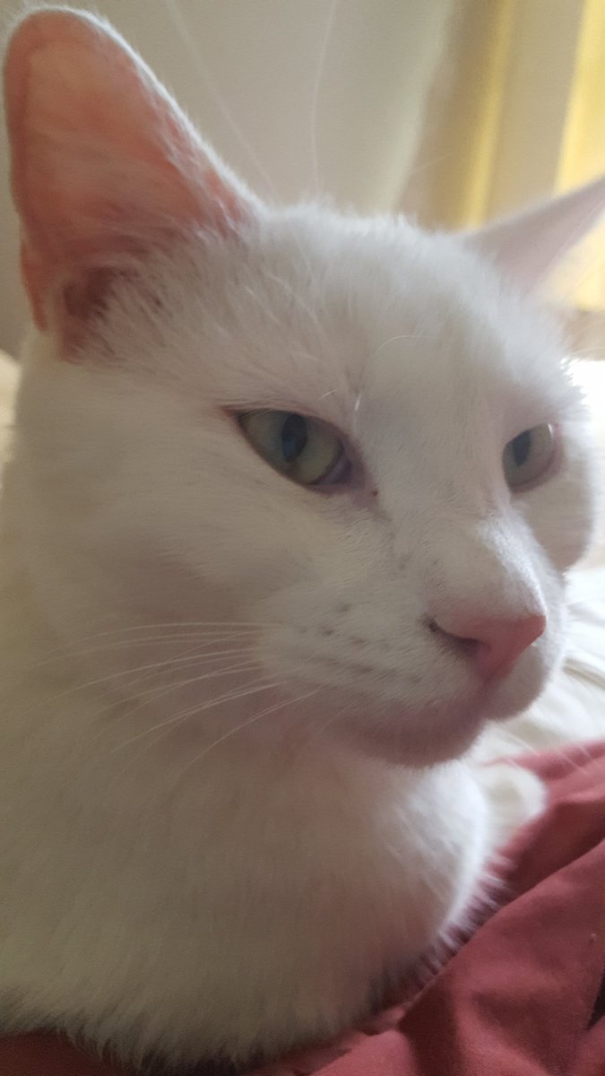 desertsoxgirl's tweet photo. @LuisGarzam89 Iz can controls that for ya Boss, I haz how youse say connections 🐱 #BossCam https://t.co/n7mdla58XA