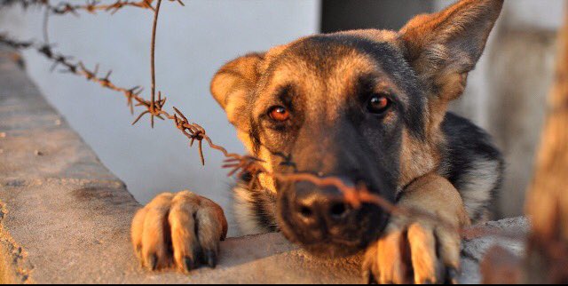 FBI’a göre hayvan istismarı bir cinayet, kundaklama veya saldırı ile eş değer bir suç ve onlarla aynı derecede takip edilmeyi gerektiriyor!
