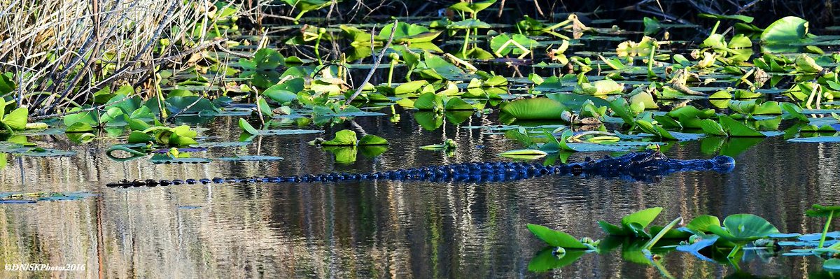 Tastazou's tweet photo. When I grow up Im gonna be just like Dad! Young 2 ft #alligator &amp; slightly larger adult. #EvergladesNationalPark #AnhingaTrail #Swamp #Nikon https://t.co/jg8wIPajWh