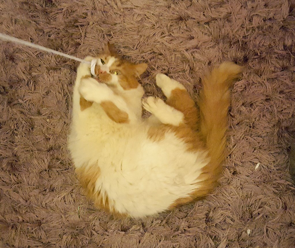 AtariTheCat_'s tweet photo. #Caturday is play day for #cats All you need is a shoelace #CatsOfTwitter https://t.co/dNJTOOdp6Z