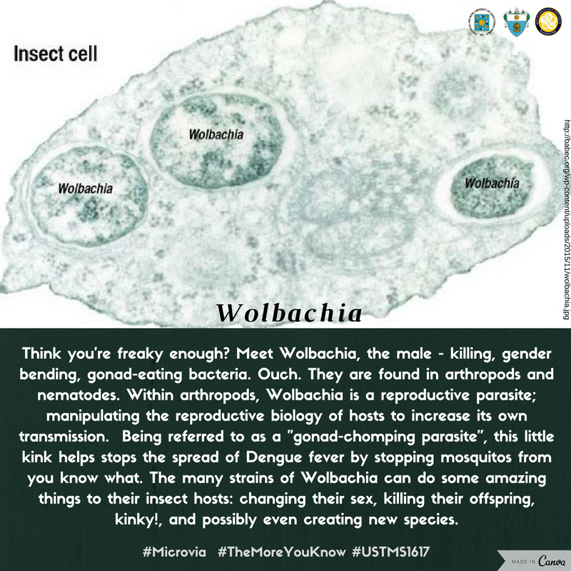 UST_MicroSoc's tweet photo. #Microvia #TheMoreYouKnow #USTMS1617 #Wolbachia https://t.co/9CLHthH62P