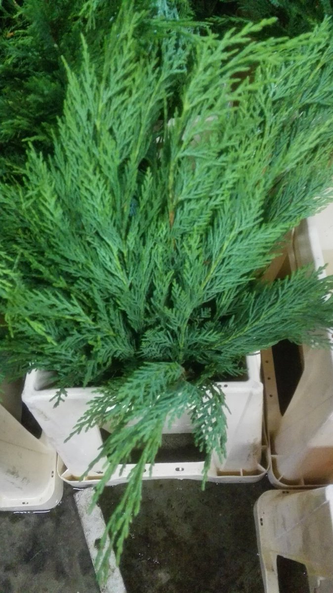 #floromondo