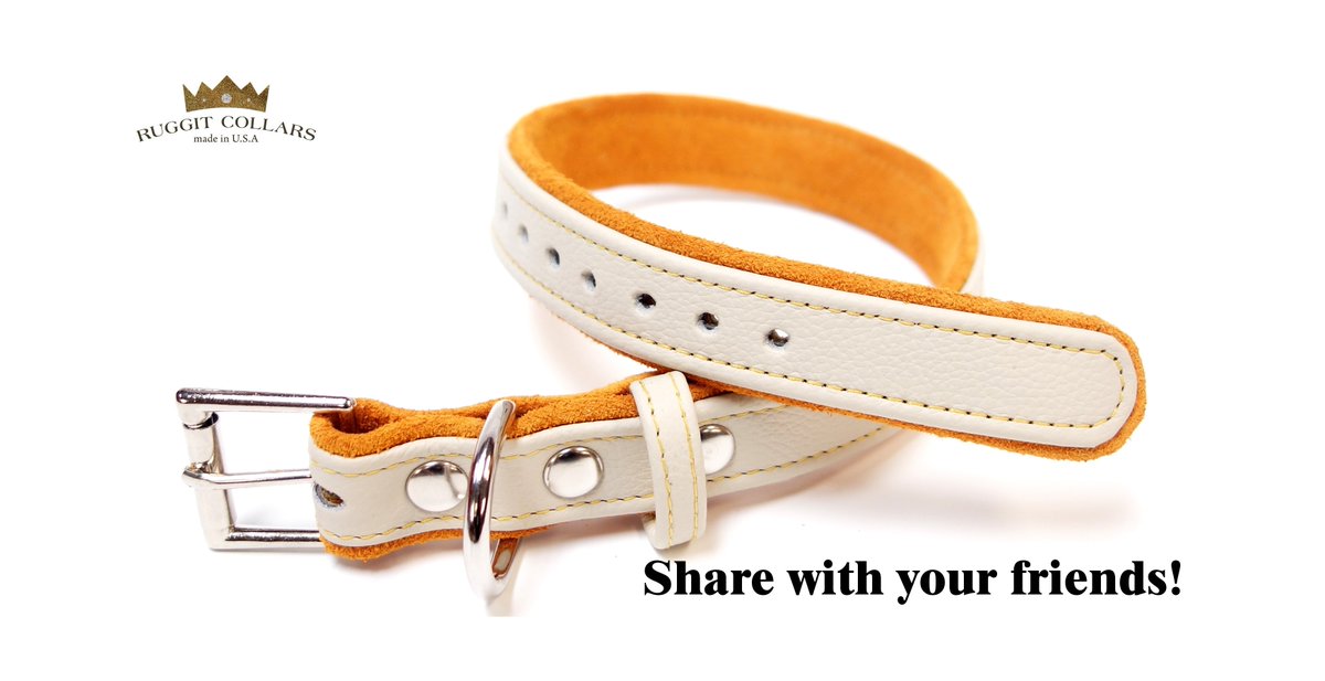 RuggitCollars's tweet photo. One inch leather and suede dog collar by Ruggit Collars. Please Share! https://t.co/1nVDsfXrNc