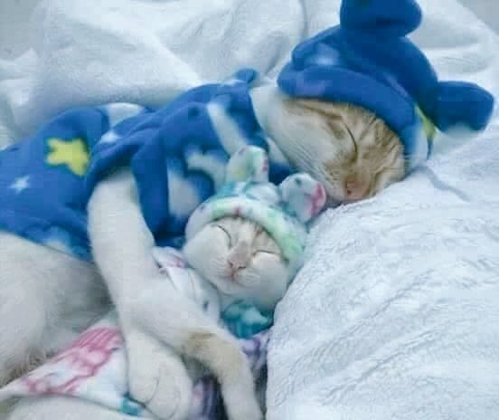 Dina Sobhy (@dinas_anwar) on Twitter photo 