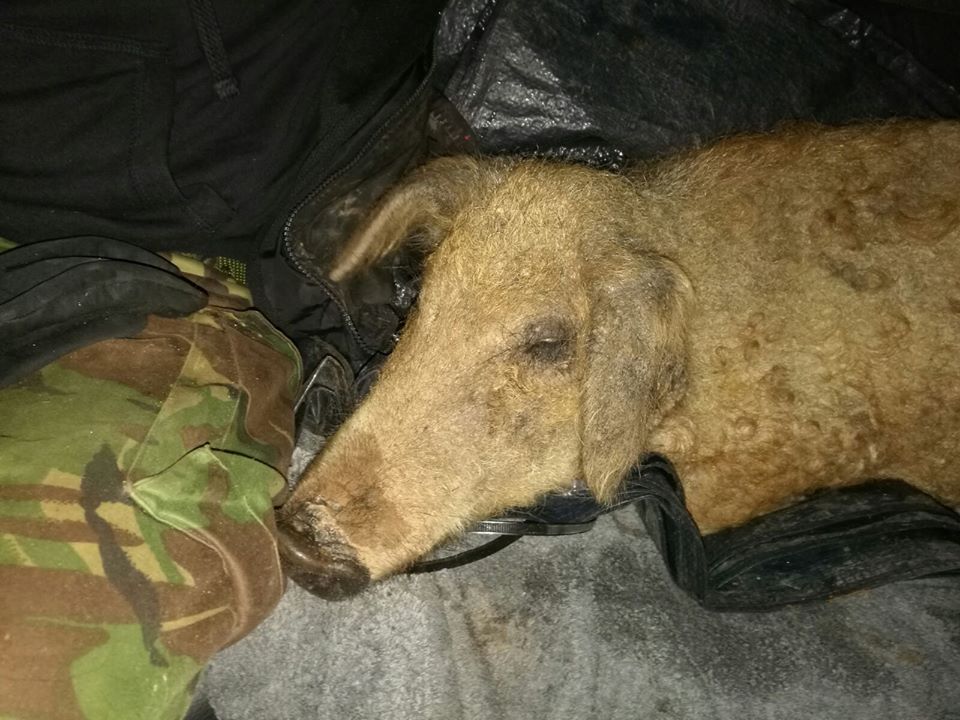 Frente de Liberación Animal on Twitter: Frente de Liberación Animal on Twitter: