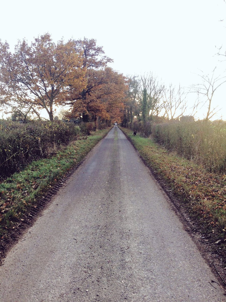 Beautiful afternoon for a dog walk #November #dog #walk #Dora #collie #Autumn #colours #sunshine #countryside #Suffolk