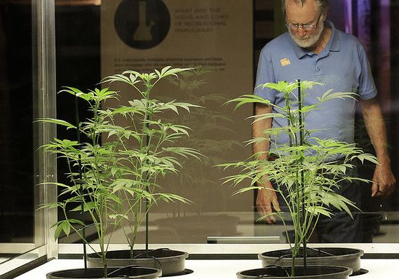 Make Money Off Cannabis Without Touching It
buff.ly/2fG04l4
#canadiancannabiscommunity #canadianpothead #canadianpotheads