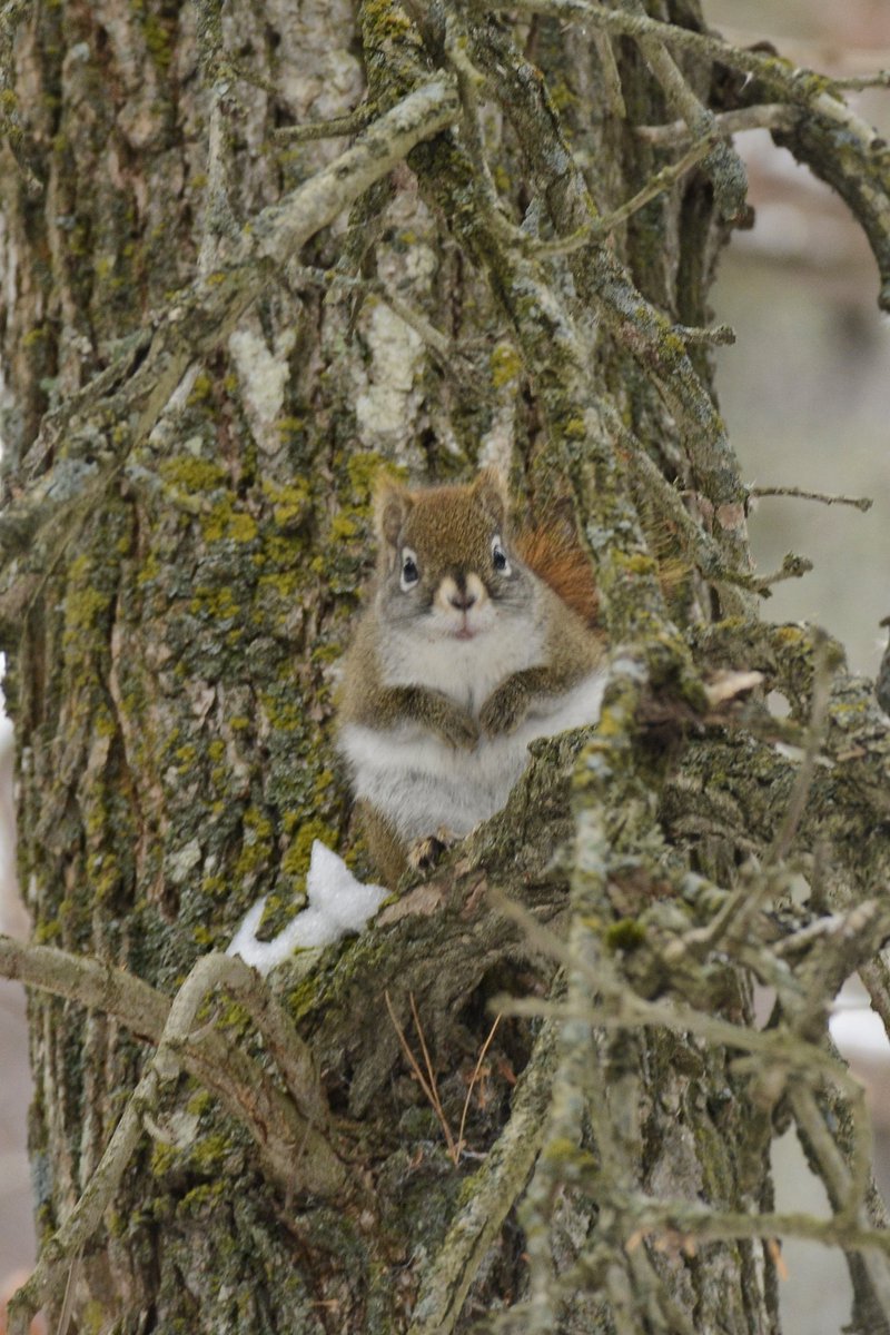 JohnAndringaMN's tweet photo. And a few more pictures, including a chubby squirrel. https://t.co/dAhzsUcUON