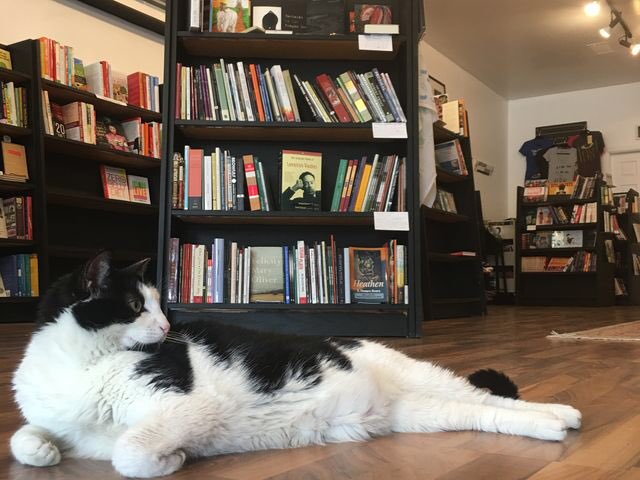SmpageSteve's tweet photo. Forgot to mention the shop cat (pip) at @PagesontheAve. Rey Cool Cat. #SusanConnellyMurphy #pagesBookshop @SmpageSteve #pip #shopcat https://t.co/P3oV3uLu6F