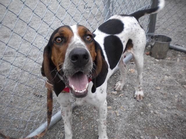StJaneen's tweet photo. Uber URGENT! Rescue only 2 501c3
Leavenworth KS ggbailey3@gmail.com @coonhoundlove #coonhound #treeingwalkerhound https://t.co/xHNvmcFaxC