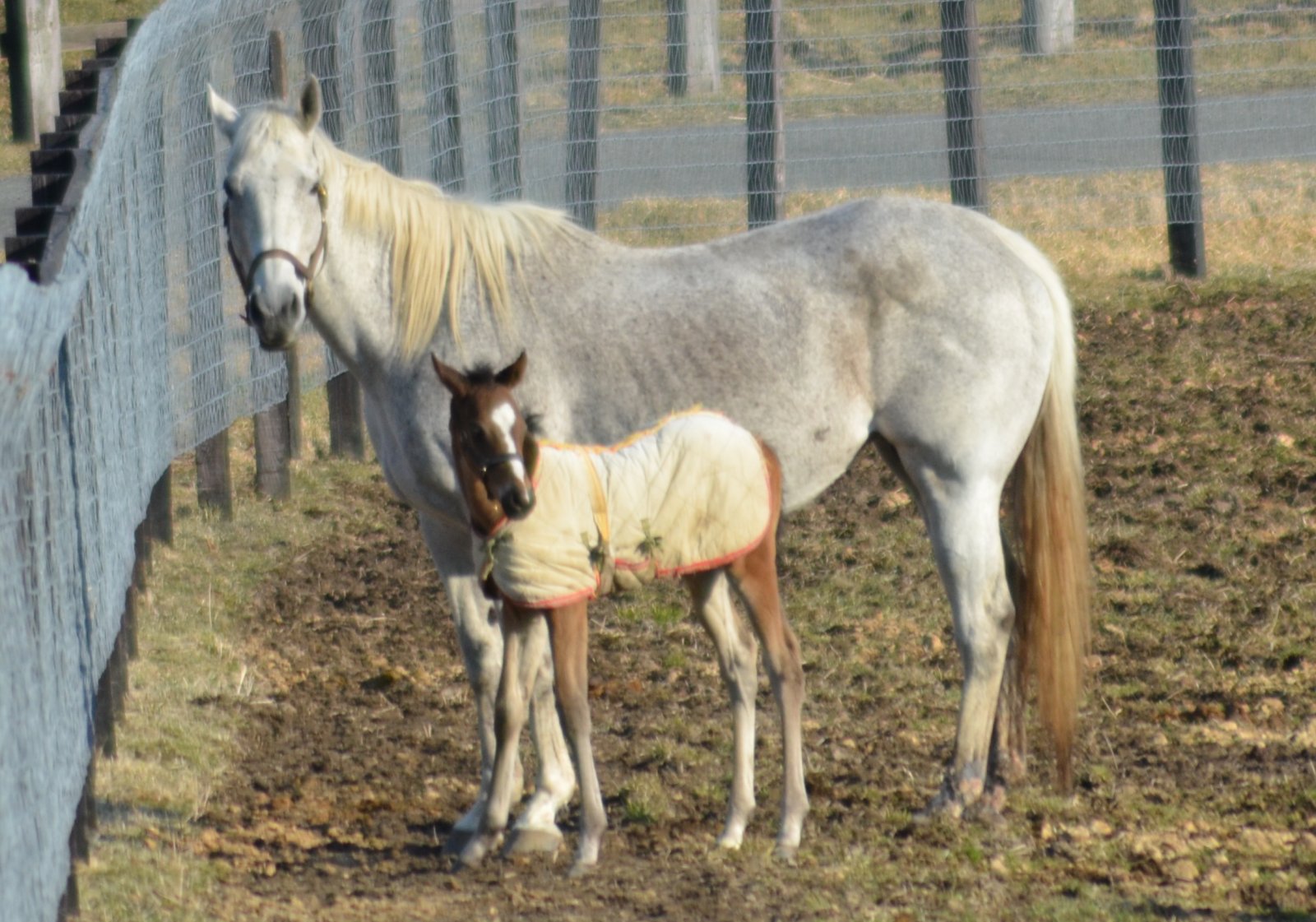 ゴールドシップの母 ポイントフラッグ 新馬戦 ゴールドシップ