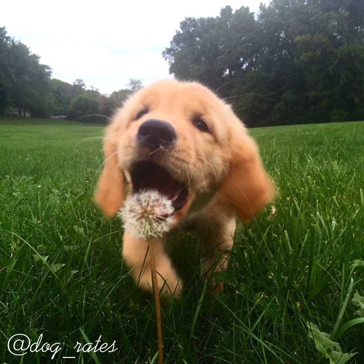 dog_rates's tweet photo. This is Winnie. She's h*ckin ferocious. Dandelion doesn't even see her coming. 12/10 would pet with caution https://t.co/EFfLCP7oQv