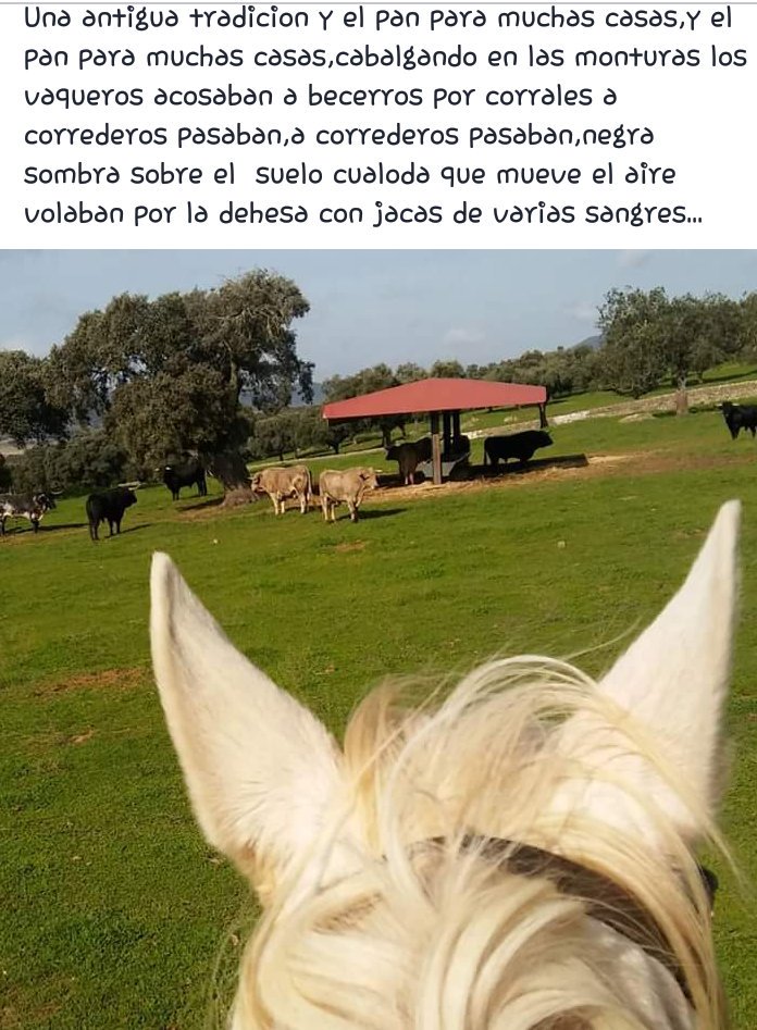 manueljnogales's tweet photo. https://t.co/n7faWsNjo1