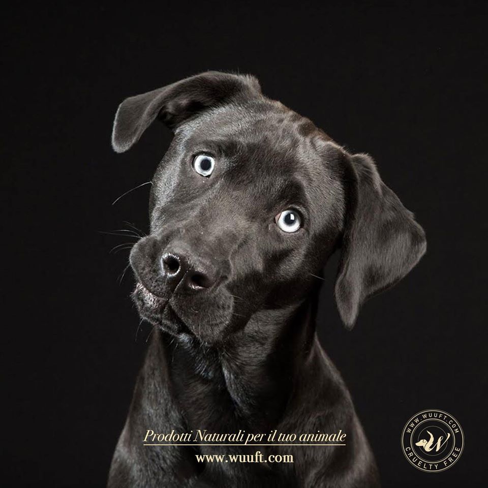 WUUFT_PET's tweet photo. #wuuft #blackfriday ! prodotti #naturali per i tuoi #animali ! Il tuo animale merita il meglio! #cane #gatto #cani #cuccioli https://t.co/l9fPRDansd