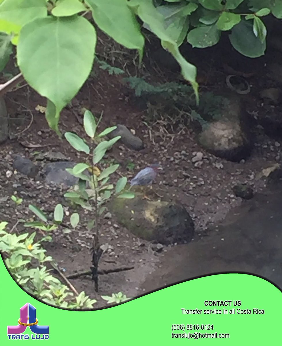 TransLuJo's tweet photo. You can see the bird? Visit Costa Rica, travel with us and you will can see any more!!! https://t.co/XnAZ5P5Xqo