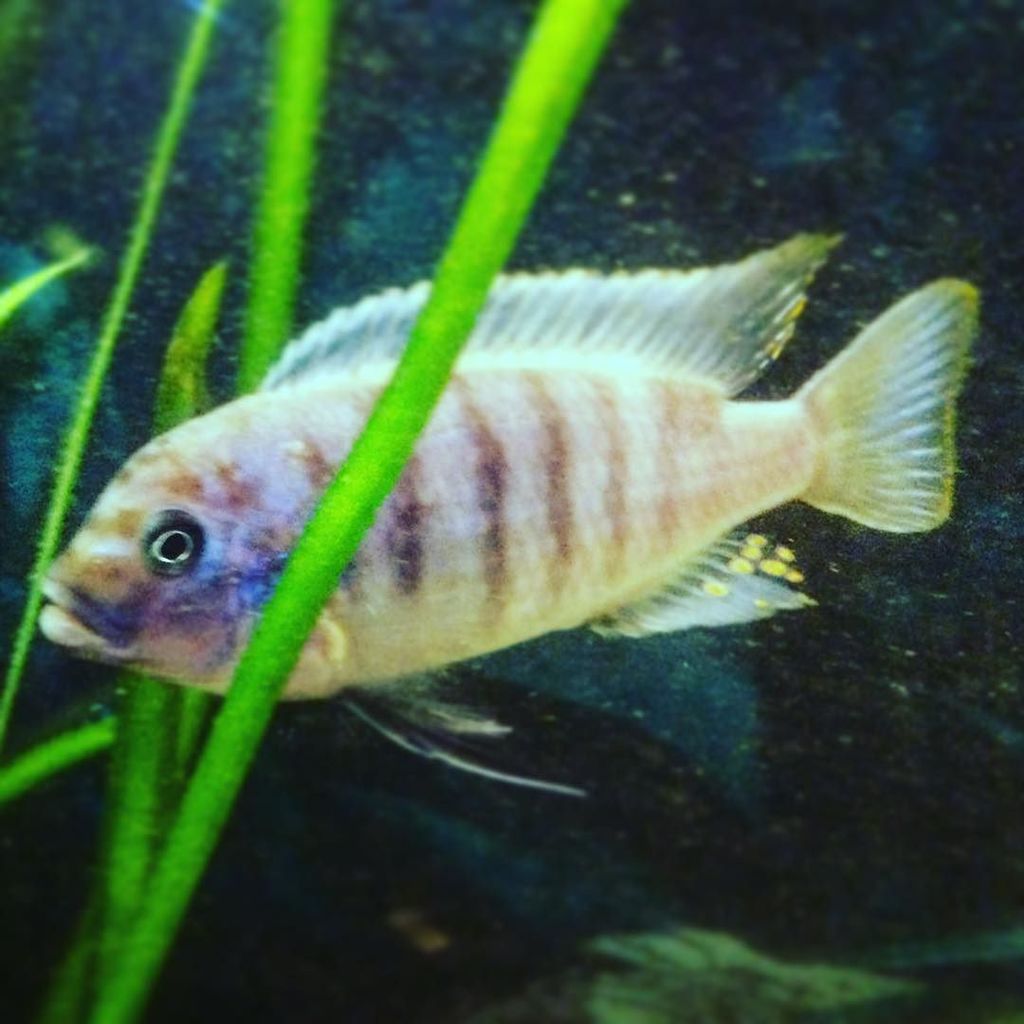 microsonic's tweet photo. Novej žralok ve žraločišti 😁 #minishark #aquarium #workrelax https://t.co/D3xSgboTPQ https://t.co/Bebo0uougP