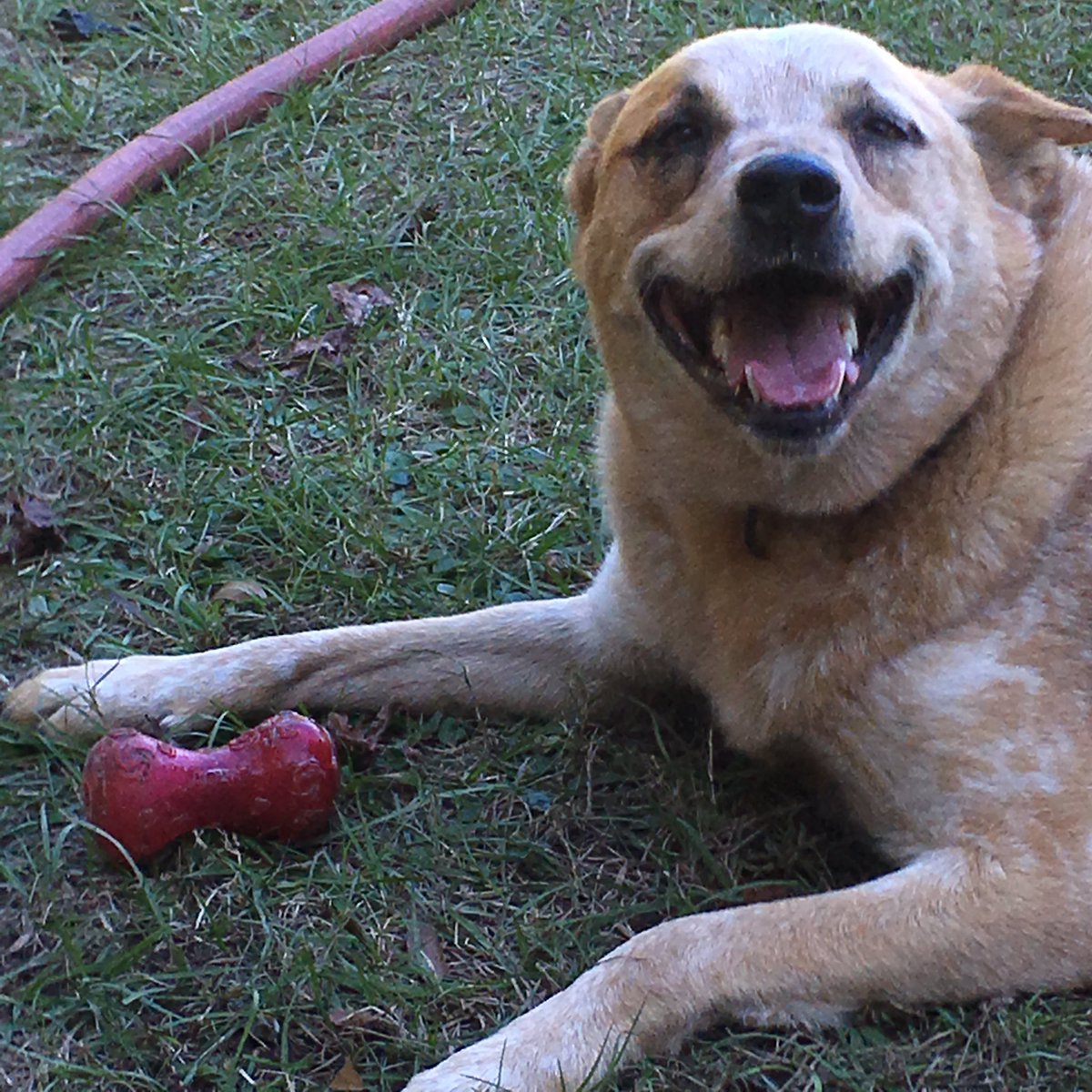 ❤️BlueSquadRescue❤️ tweet media