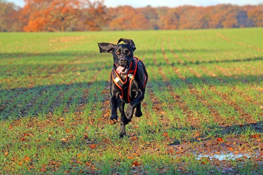 K9TrailTime's tweet photo. Love these #runningdogs Lottie &amp; Bailey two of our #k9trailtime #canicross customers #activedogsarehappydogs in their #zerodc harnesses https://t.co/1Ei3ONvOFT