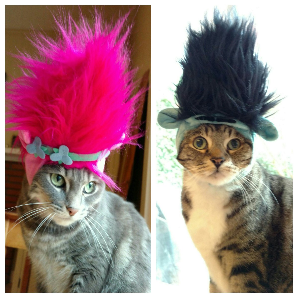 lmengis's tweet photo. Who shall we blame for this? 😂 @jtimberlake @AnnaKendrick47 @Trolls #hairup #Poppy #Branch #DreamWorksTrolls #Caturday https://t.co/j4RSHZDfDt