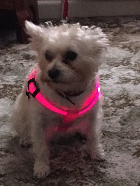 #boneandyarn #dogs #dogsoftwitter "Just take the picture lets get this over with" zeeka.co/product/usb-re…