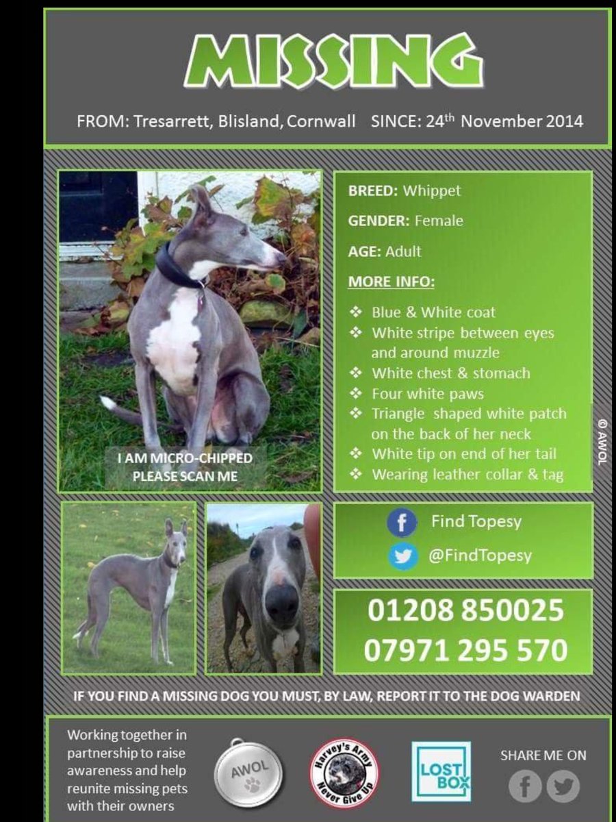 Mollie pug 2 tweet media