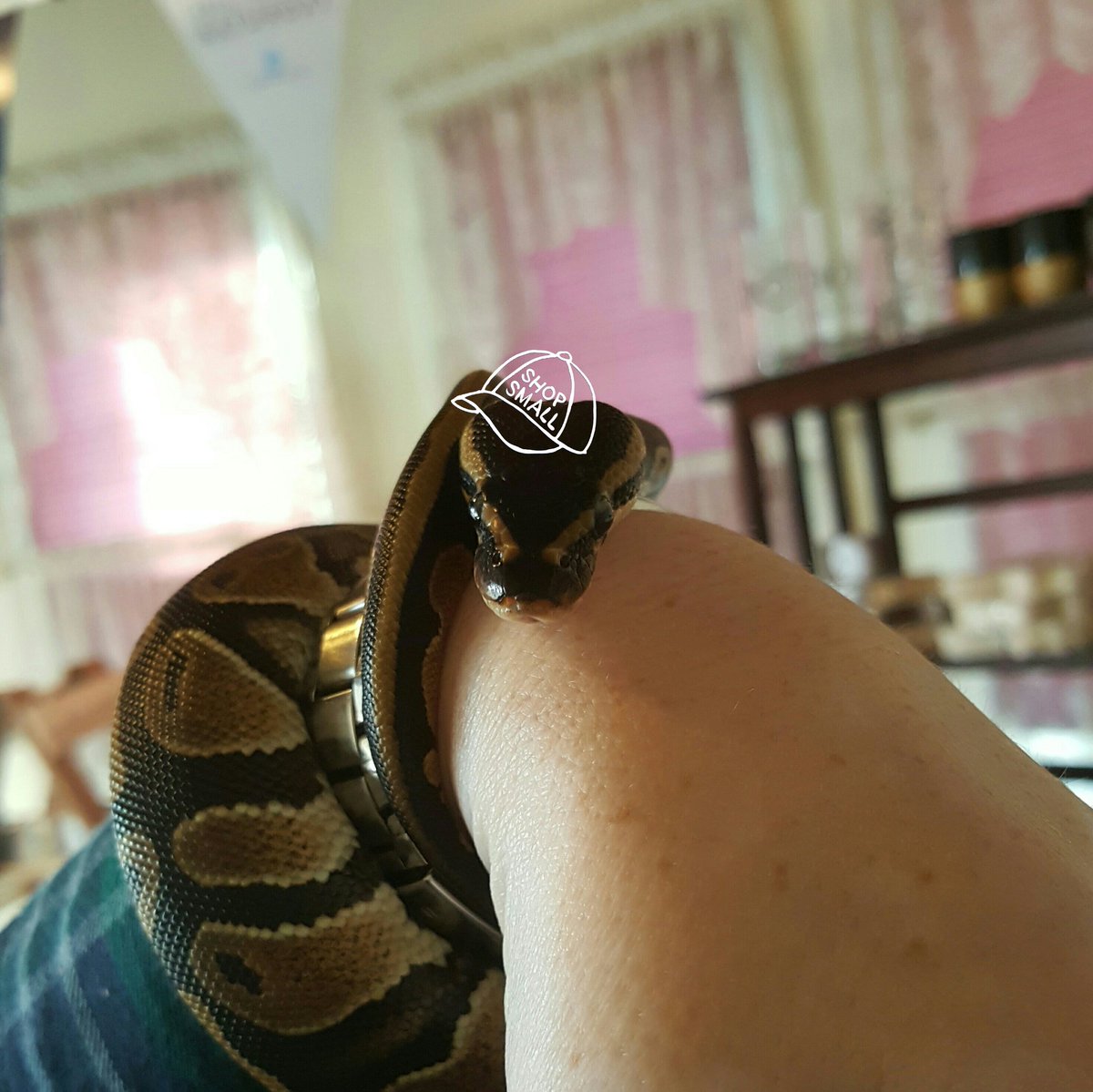 SoapsMcGotes's tweet photo. Meet my shop snake, Mittens the ball python. https://t.co/HRvt6qwQOD