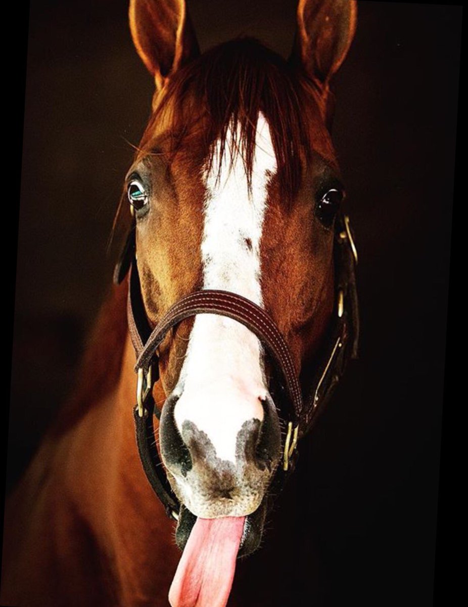 Ascot's tweet photo. One of today's equine legends, a cheeky California Chrome, posing for the official photographer from @BreedersCup. Brilliant. https://t.co/uxcZbd06pr