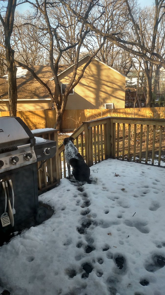JenGlurUrbach's tweet photo. From this vantage point he can see over the fence, surveying all the land in his kingdom. #Emmetisking #itsgoodtobeking #cattledogsrule https://t.co/SCVT2VBLcy