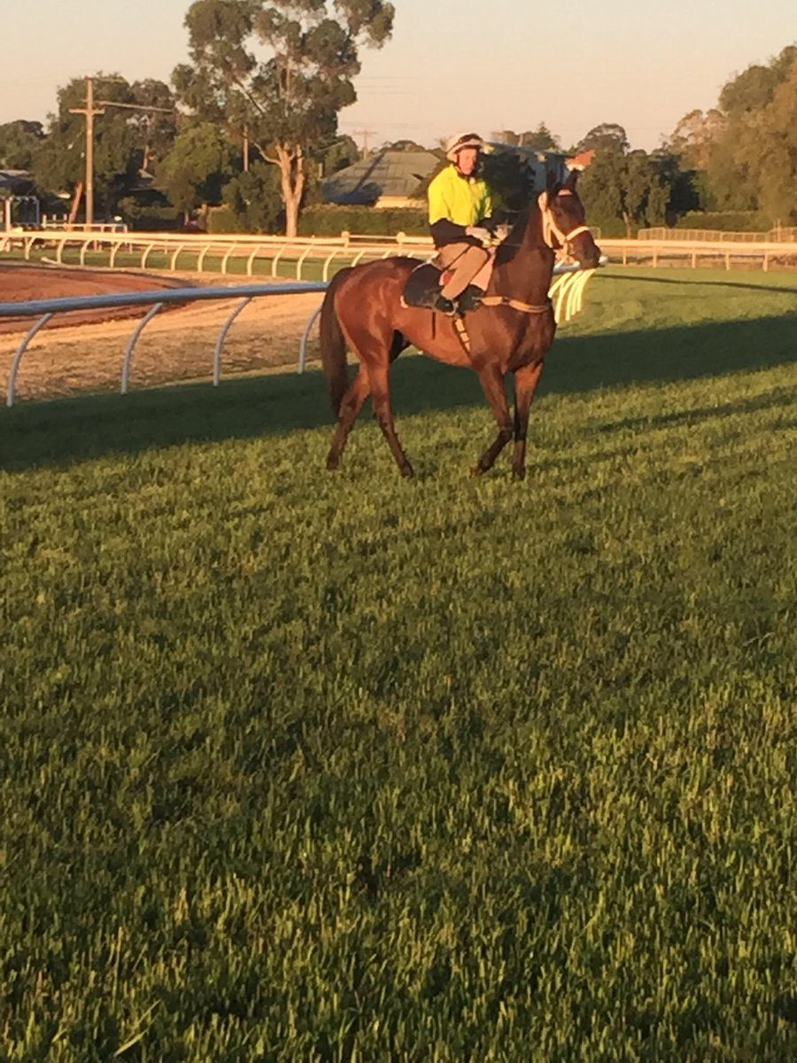coffeyracing's tweet photo. Burrum's Buzz and @HTCoffey testing out the @SwanHillRaces track this morning! Massive day for our team with 7 runners! https://t.co/jdGNXN80JK