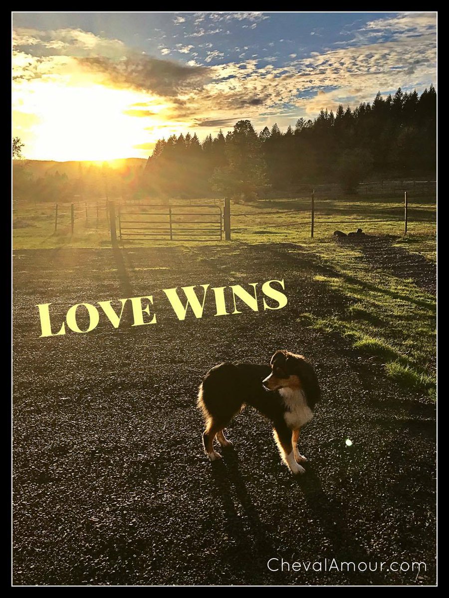 ChevalAmourInc's tweet photo. Annual Gratitude Sale on Now!  15% off and 10% to charity  #equestrian #dressage #eventing #ethicalfashion #donate #freeshipping https://t.co/RukpBxlxAQ