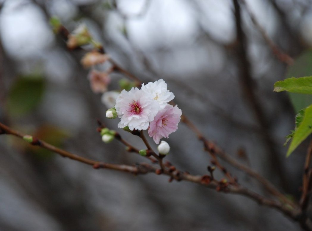 道は手ずから夢の花 Twitter