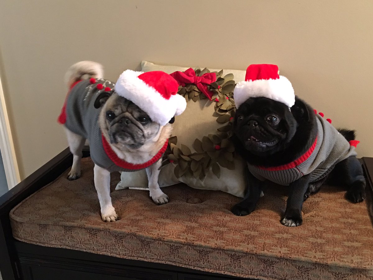 stwe13's tweet photo. Puggy Christmas https://t.co/1gaqIgcG0I