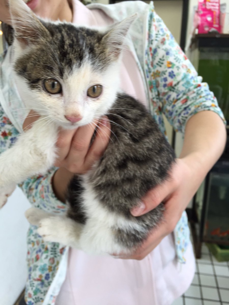 kawasakicat's tweet photo. 里親募集中
 #川崎市 #仔猫 #1.5ヶ月男の子 https://t.co/CuFN6OuCcO
