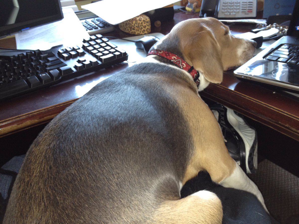 LokiTheBeagle's tweet photo. #5YearsOfLoki #June2012
.@frkmgnt1 is a demanding boss!
#Workinghard #WorkingDog #beagle https://t.co/xNxE6B3KfC