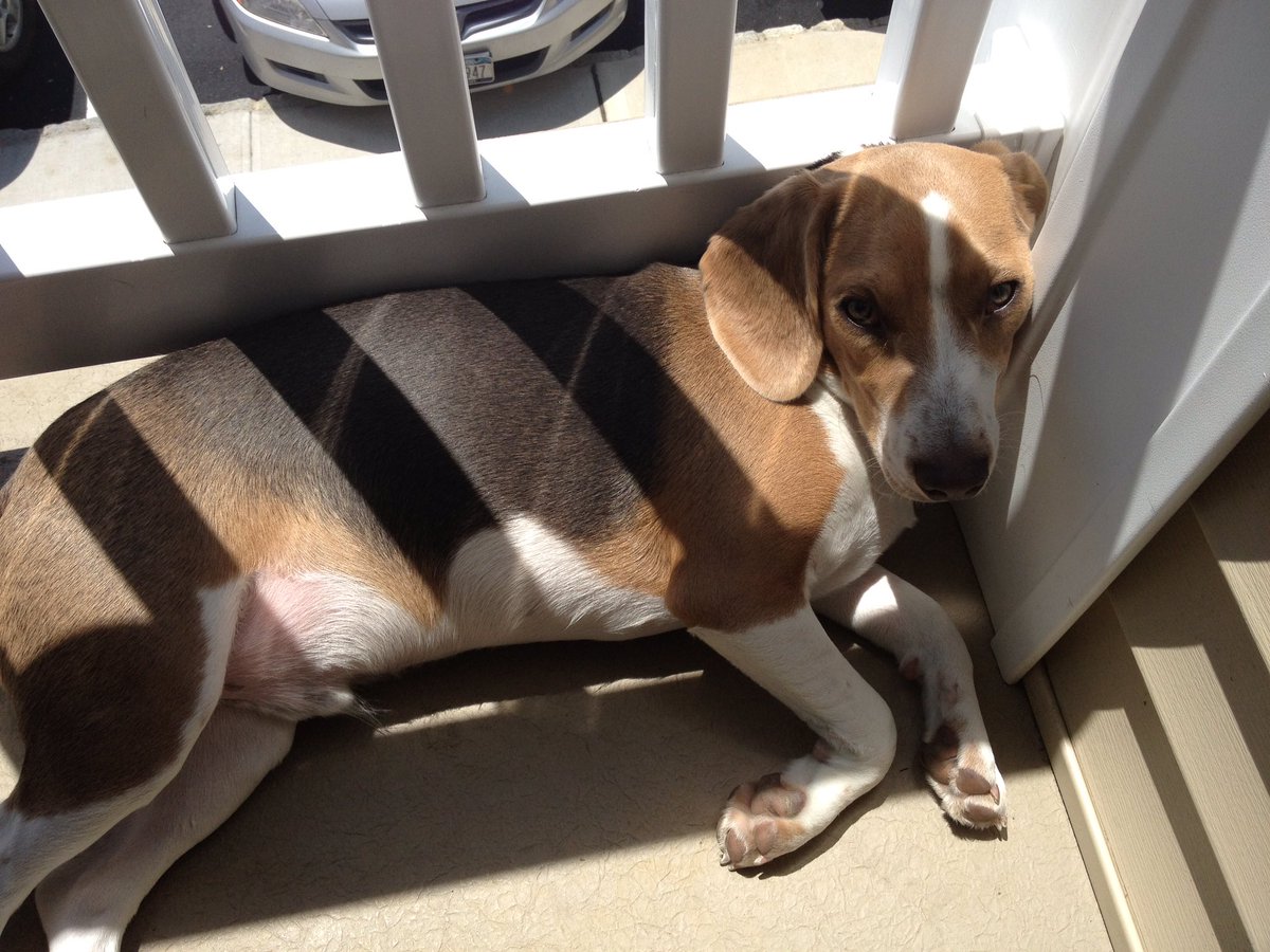 LokiTheBeagle's tweet photo. #5YearsOfLoki #June2012 Lounging in the Sun at home after a hard day of work. #beagle #dogsoftwitter https://t.co/hilfRZVQsq