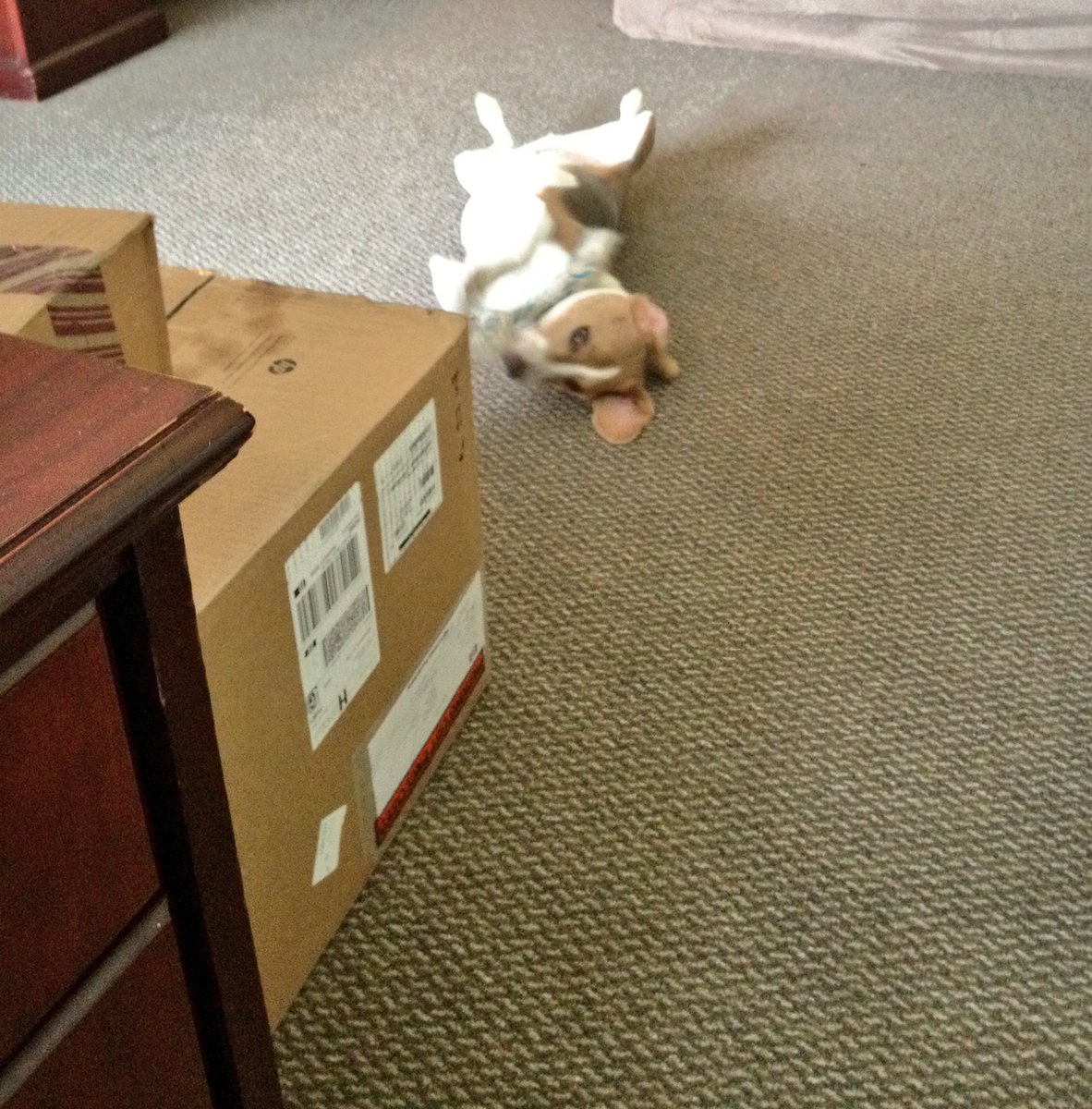 LokiTheBeagle's tweet photo. #5YearsOfLoki #July2012 @frkmgnt1 decided we needed to expand our office. #beagle #WorkDog https://t.co/p6oELRVr47