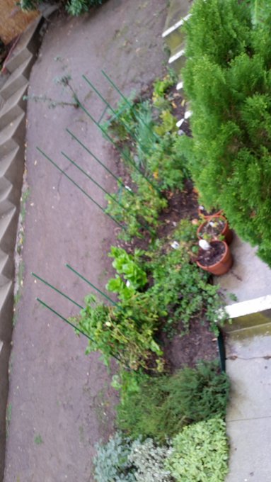 @MoonWolf95 my garden is still producing tomatoes and the tastiest greens.  #CA, #lifedoesnotsuckhere<a class="tags" target="_blank" title="On Twitter" href="/?out=eyJ0eXAiOiJKV1QiLCJhbGciOiJIUzUxMiJ9.eyJpYXQiOjE3MjE5ODQwMTAsImlzcyI6InR3cG9ybnN0YXJzLmNvbSIsIm5iZiI6MTcyMTk4NDAxMCwiZXhwIjoxNzUzNTIwMDEwLCJyZWRpcmVjdF91cmwiOiJodHRwczovL3R3aXR0ZXIuY29tL01vb25Xb2xmOTUifQ.16Q38RFUE5cL3GswFHn9jPy39mTFu6uo3QlD35o-FoQXDlHjAfuRuSYwg4umN5Xh4zS8bE98DF6VJh0Rvas9CA">@MoonWolf95</a><a href="/tag/ca"class="tags"><span>#ca</span></a><a href="/tag/lifedoesnotsuckhere"class="tags"><span>#lifedoesnotsuckhere</span></a>