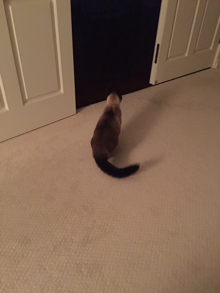 RatBoyCurry's tweet image. Like this? #PuffyTail