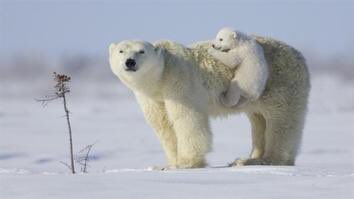 ScienceEveryone's tweet image. Polar bears are nearly undetectable by infrared cameras