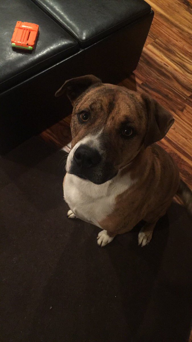 TacoBellChick's tweet photo. someone please hook me up with a job asap I'm trying to keep my dog man he's family he can't be moving out of state #savecalvin https://t.co/9EeQB0yJv9