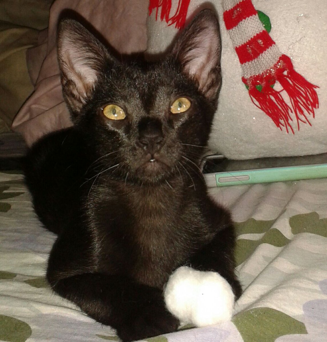 MASCOTASDECALLE tweet picture
