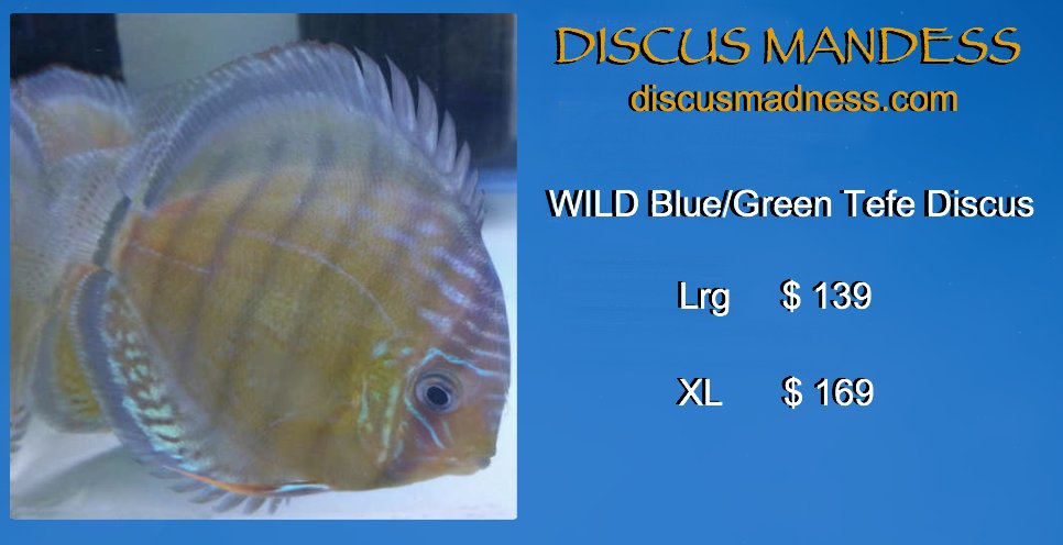 DiscusMadness.com 
BEAUTIFUL Wild Blue/Green Tefe Discus, 
Large only $139 and XL only $169 !!!
#tefe #Discus #Discusfish