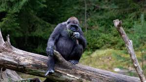 ScienceEveryone's tweet image. Gorillas and potatoes have two more chromosomes than humans do