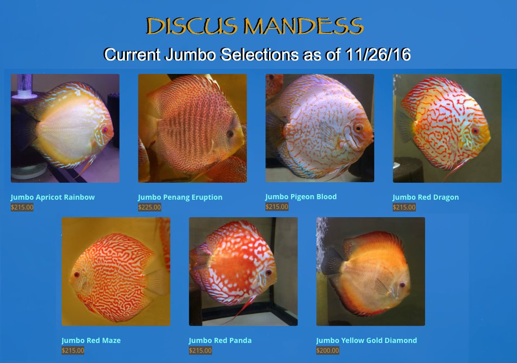 DiscusMadness.com 
We also have a beautiful selection of Jumbo Discus currently in stock.
#Discus #DiscusFish #JumboDiscus