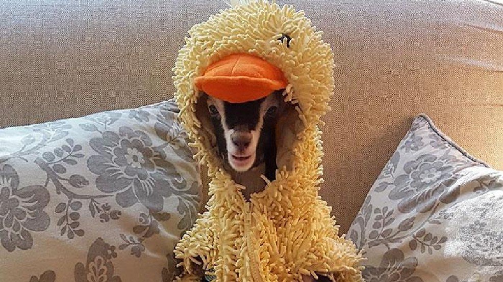 NewsChannel 8 | KTUL tweet media