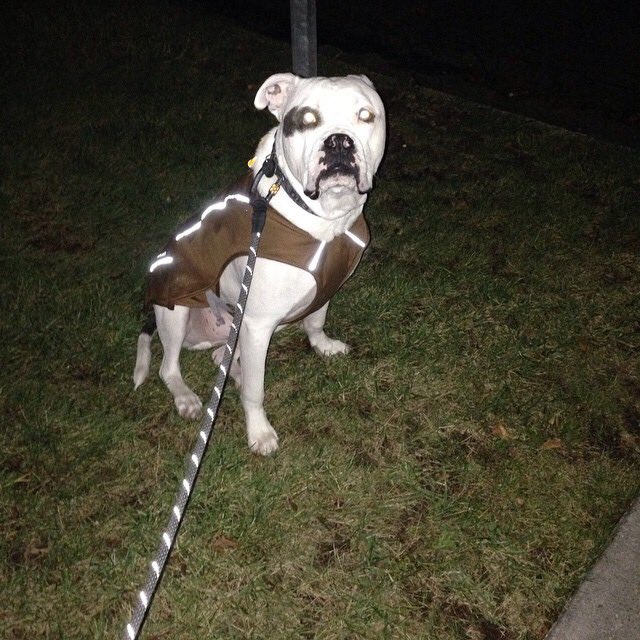 Lifeiskitsch's tweet image. This pic is of Dom from 2 years ago. I no longer even try to take him for walks. #StubbornPup #NoLikeWalks #dailydominic