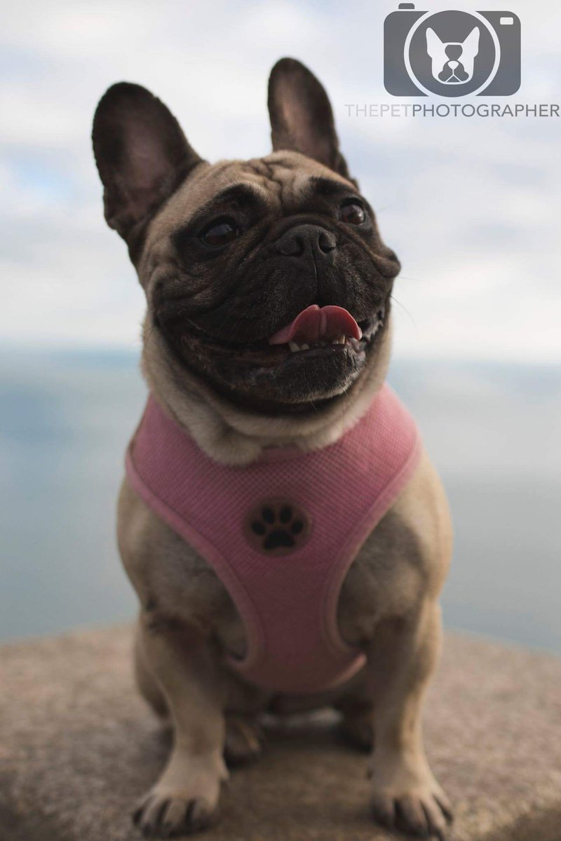 ThePudgeMM's tweet photo. I snook off with @PetPawtraitsIE today to get my photos taken to gift Mam &amp; Dad for Christmas#dogsofinstgram #petphotography #frenchbulldog https://t.co/26QNgO0Rcs