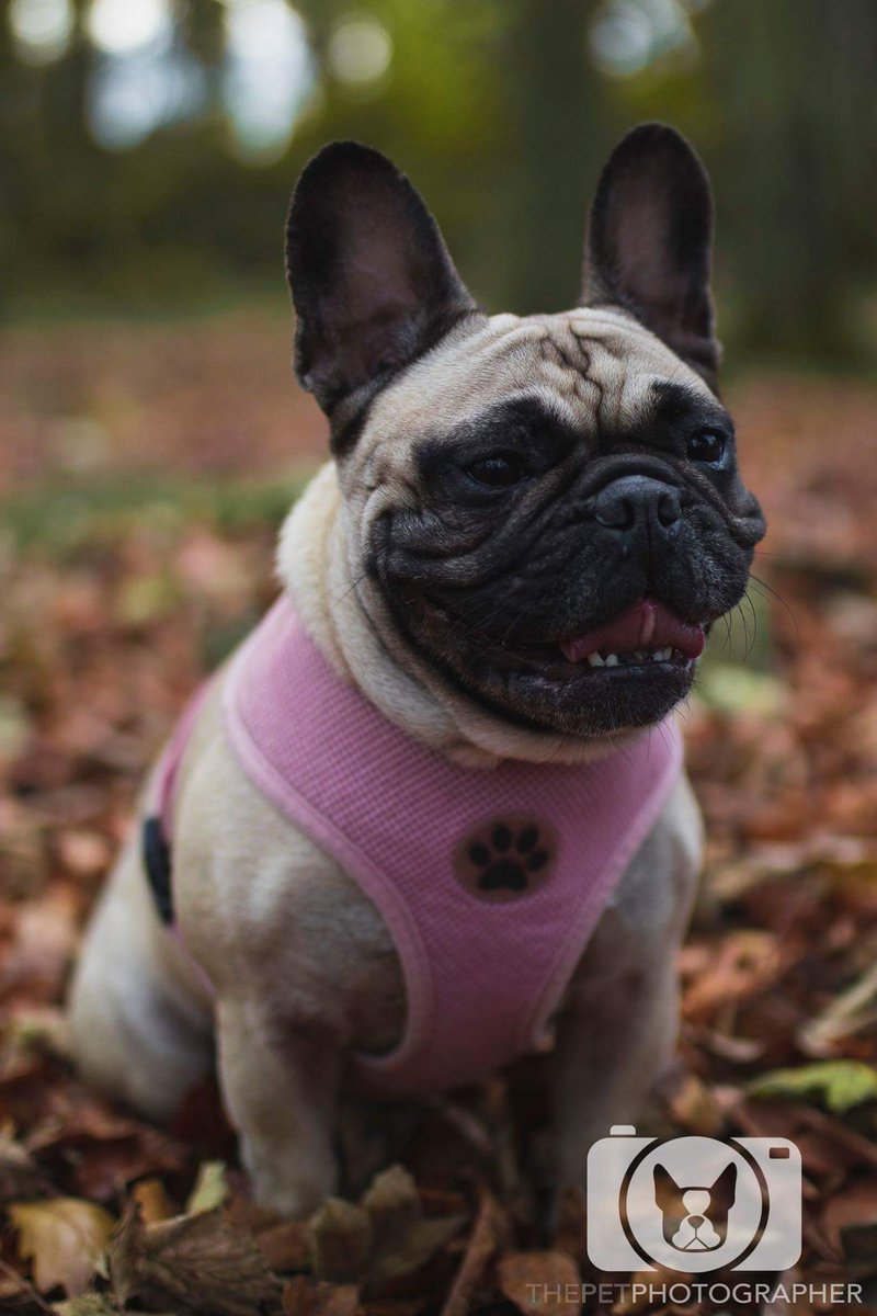 ThePudgeMM's tweet photo. I snook off with @PetPawtraitsIE today to get my photos taken to gift Mam &amp; Dad for Christmas#dogsofinstgram #petphotography #frenchbulldog https://t.co/26QNgO0Rcs