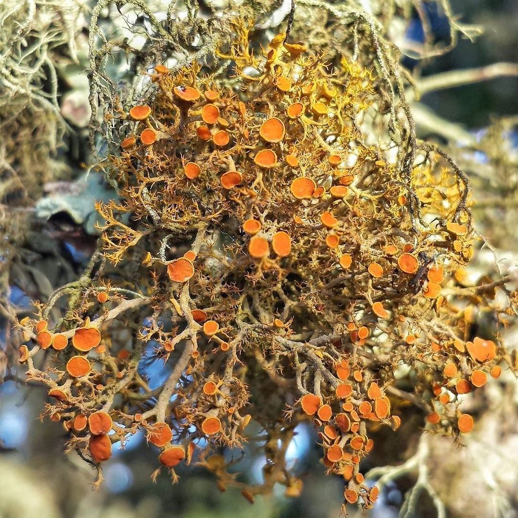 Texturologist's tweet photo. I like the lichen. Always!

#lichen #nature #texture #textures #texturology https://t.co/7cL5kge7Od https://t.co/DDibup6wbo