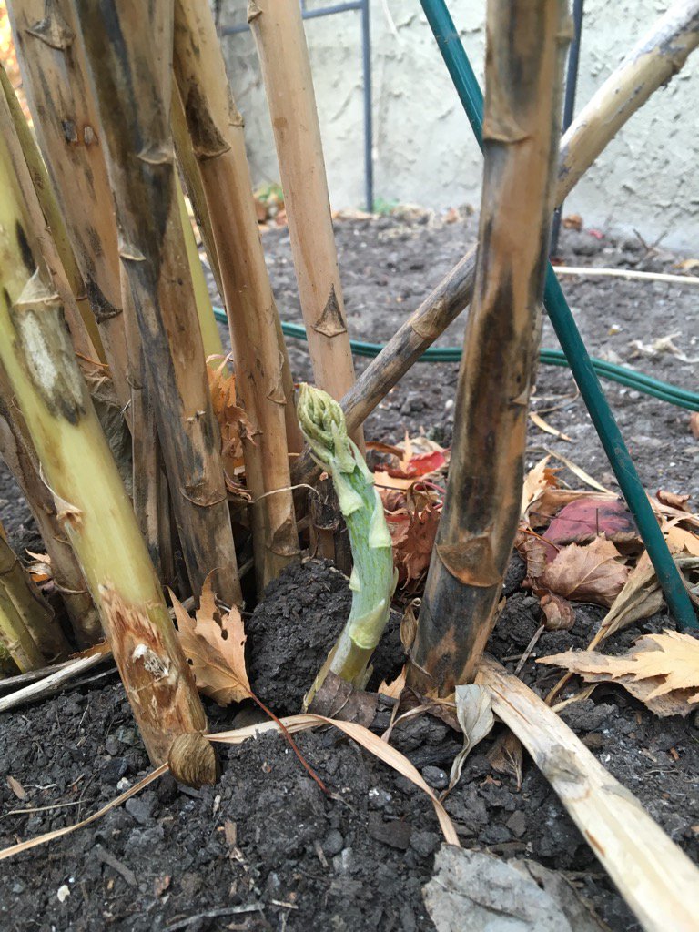 wsquareddesign's tweet image. Another anomaly of 2016 in Calgary... A fresh green asparagus shoot on November 26! Asparagus-officinalis #yycplants